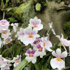 Personalized Life Mentorship Consultations - Advisor